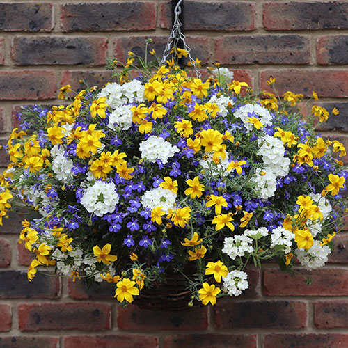 Sherbet Lemon Hanging Basket Plug Plants