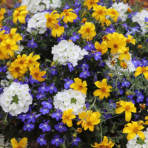 Sherbet Lemon Hanging Basket Plug Plants