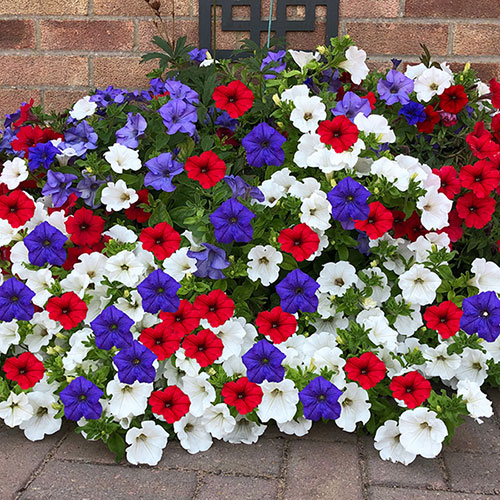 Petunia Patriotic Mix