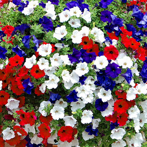 Petunia Patriotic Mix