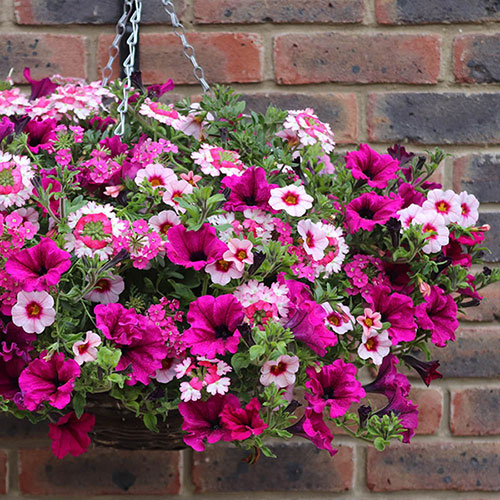Eton Mess Hanging Basket Plug Plants