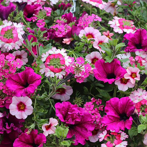 Eton Mess Hanging Basket Plug Plants