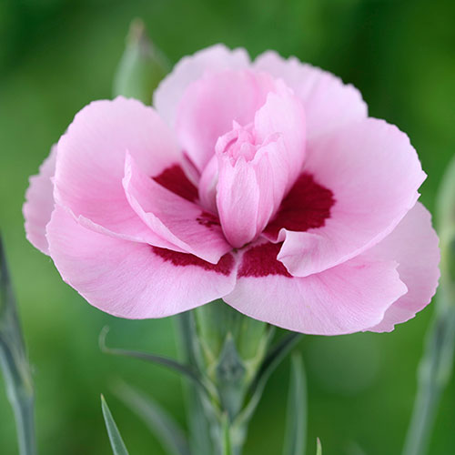 Pinks Baby Doris Pinks Baby Doris