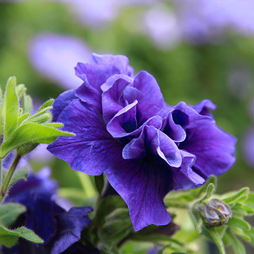 Tumbelina Petunia Most Fragrant Ever Collection Tumbelina Petunia Most Fragrant Ever Collection