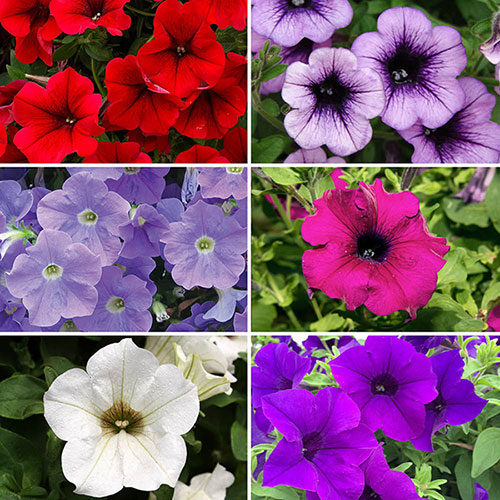 Petunia Surfinia Collection
