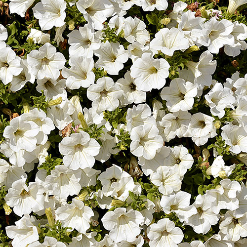 Petunia Surfinia Collection