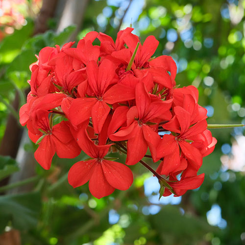 Geranium Decora Balcony Red