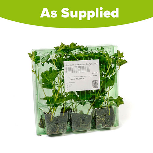 Geranium Decora Balcony Red