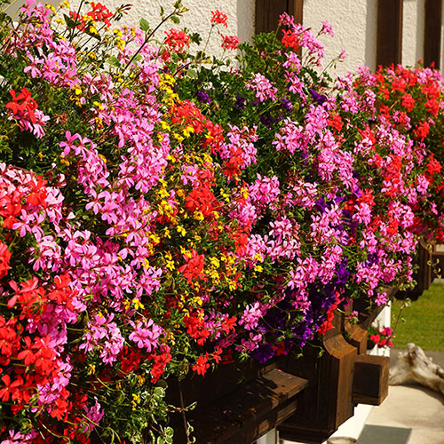 Trailing Balcony Geranium Decora Collection Trailing Balcony Geranium Decora Collection