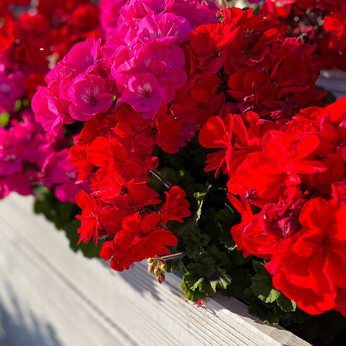 Trailing Balcony Geranium Decora Collection Trailing Balcony Geranium Decora Collection