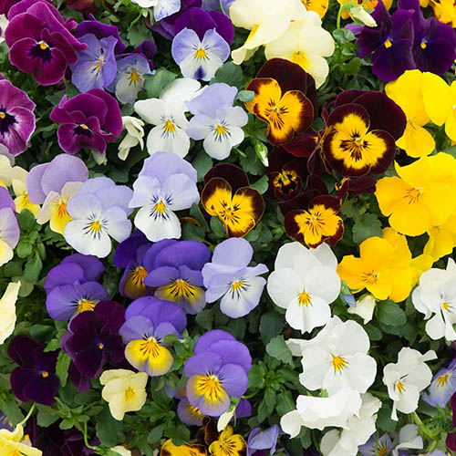 Trailing Hardy Pansy Fragrant Waterfall Trailing Hardy Pansy Fragrant Waterfall