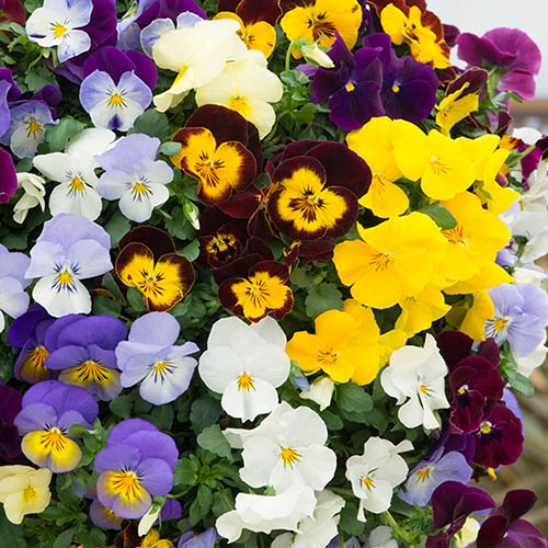 Trailing Hardy Pansy Fragrant Waterfall Trailing Hardy Pansy Fragrant Waterfall