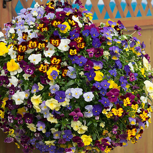 Trailing Hardy Pansy Fragrant Waterfall Trailing Hardy Pansy Fragrant Waterfall