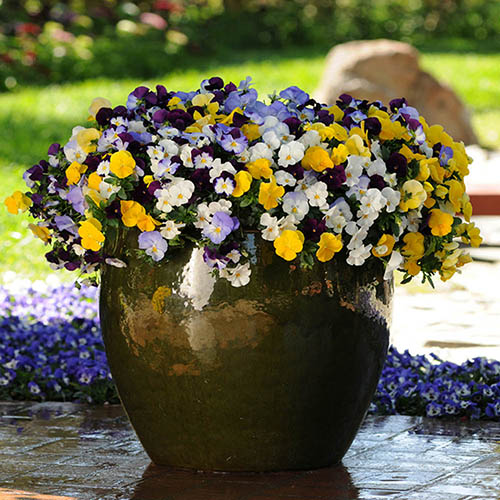 Trailing Hardy Pansy Fragrant Waterfall Trailing Hardy Pansy Fragrant Waterfall
