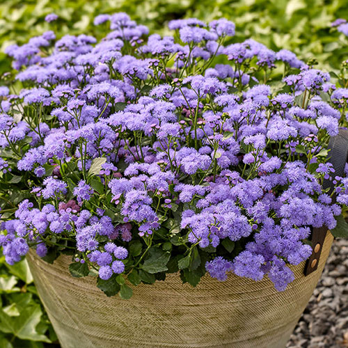 Ageratum Monarch Magic