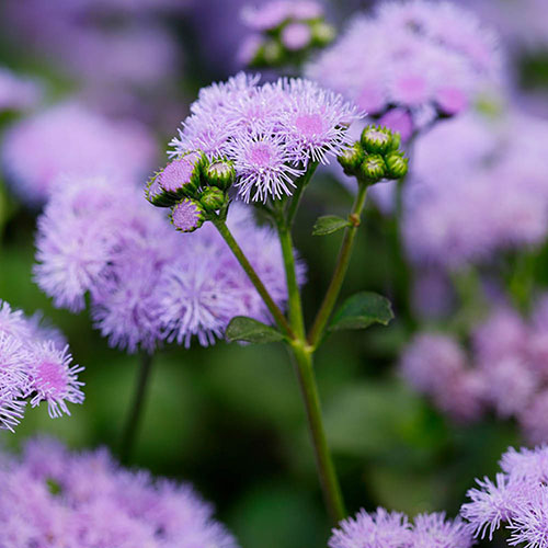 Ageratum Monarch Magic Ageratum Monarch Magic