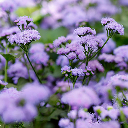 Ageratum Monarch Magic Ageratum Monarch Magic