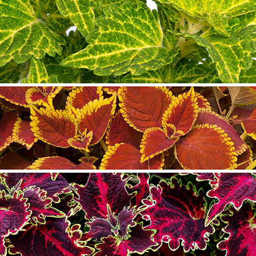 Coleus Collection Coleus Collection