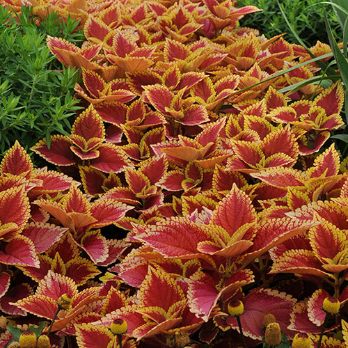 Coleus Collection Coleus Collection