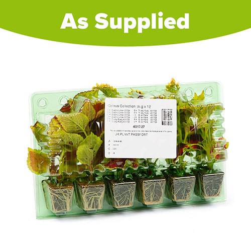 Coleus Collection Coleus Collection