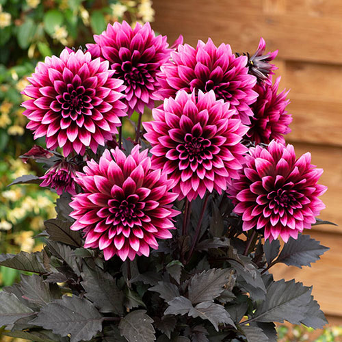 Dahlia Gardenetta Velvet Crush Dahlia Gardenetta Velvet Crush