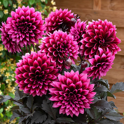 Dahlia Gardenetta Velvet Crush Dahlia Gardenetta Velvet Crush