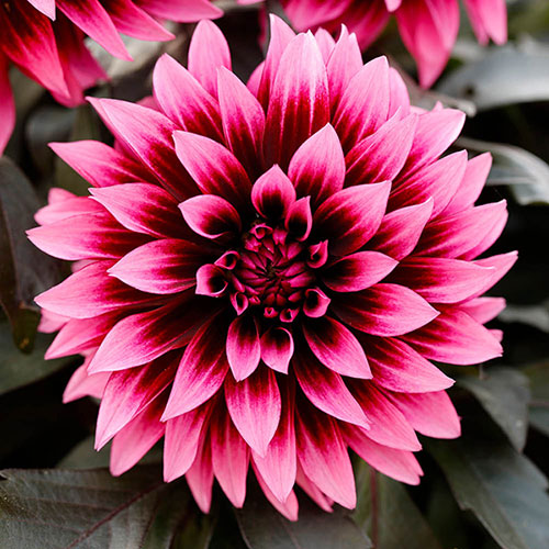 Dahlia Gardenetta Velvet Crush Dahlia Gardenetta Velvet Crush
