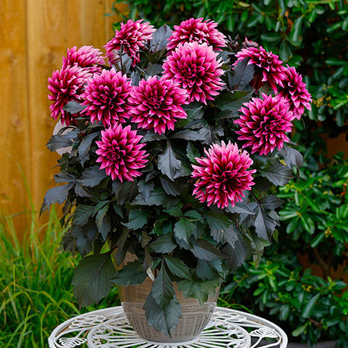 Dahlia Gardenetta Velvet Crush Dahlia Gardenetta Velvet Crush