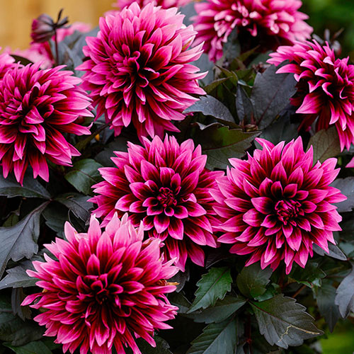 Dahlia Gardenetta Velvet Crush Dahlia Gardenetta Velvet Crush