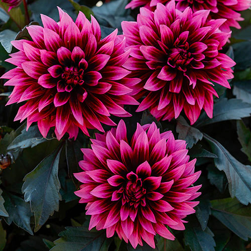Dahlia Gardenetta 'Velvet Crush'