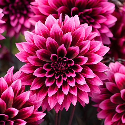 Dahlia Gardenetta Velvet Crush Dahlia Gardenetta Velvet Crush