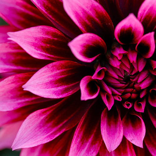 Dahlia Gardenetta Velvet Crush Dahlia Gardenetta Velvet Crush