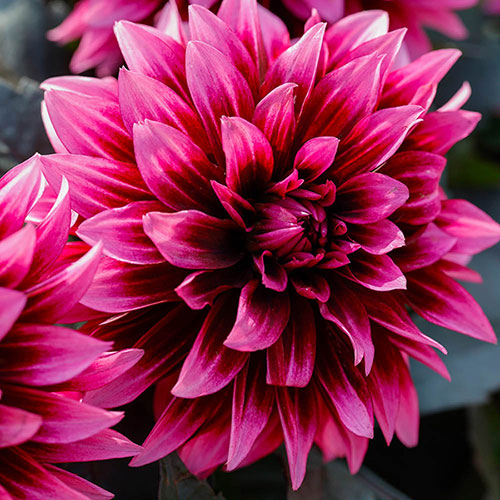 Dahlia Gardenetta Velvet Crush Dahlia Gardenetta Velvet Crush