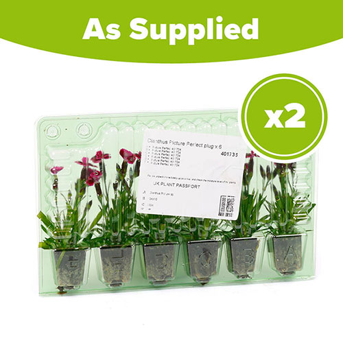 Dianthus Picture Perfect Dianthus Picture Perfect