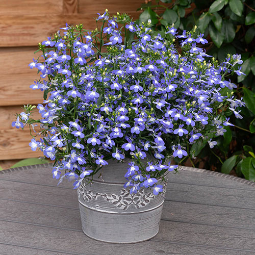 Lobelia Heatopia Blue Eyes Lobelia Heatopia Blue Eyes