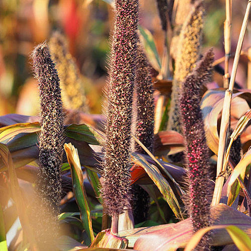 Ornamental Millet Purple Baron Ornamental Millet Purple Baron