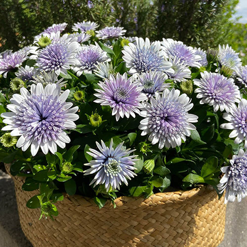 Osteospermum 3D Blue Steel Osteospermum 3D Blue Steel