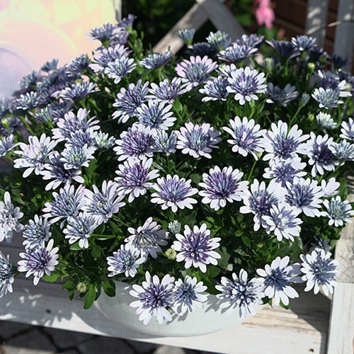 Osteospermum 3D Blue Steel Osteospermum 3D Blue Steel