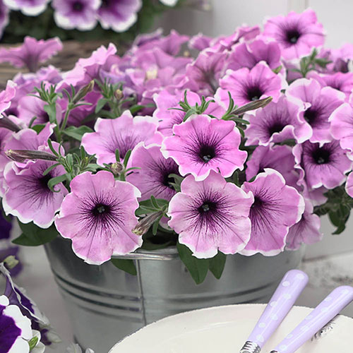 Petunia Famous Lavender Blush Petunia Famous Lavender Blush