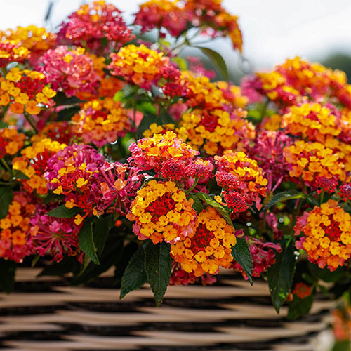 Lantana Passion Fruit Lantana Passion Fruit