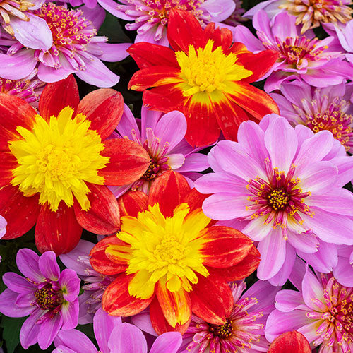 Dahlia Dalina Maxi Collection Dahlia Dalina Maxi Collection