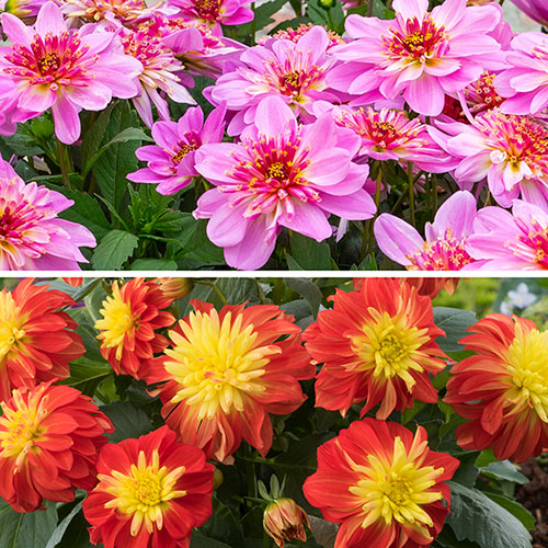 Dahlia Dalina Maxi Collection Dahlia Dalina Maxi Collection