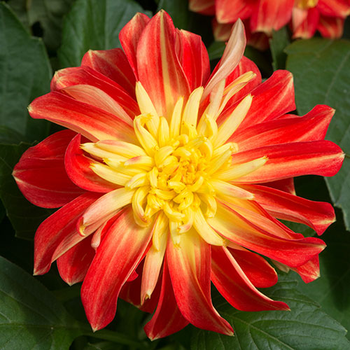 Dahlia Dalina Maxi Collection Dahlia Dalina Maxi Collection