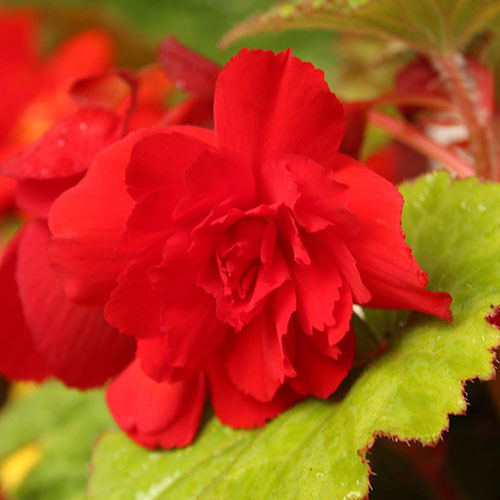 Begonia Trail Blazer Begonia Trail Blazer