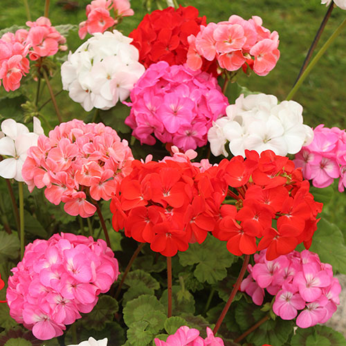 Upright Zonal Geranium Parade Mix Upright Zonal Geranium Parade Mix