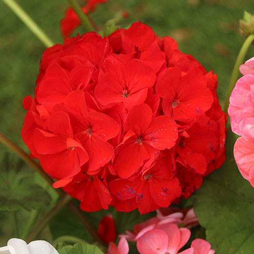 Upright Zonal Geranium Parade Mix Upright Zonal Geranium Parade Mix