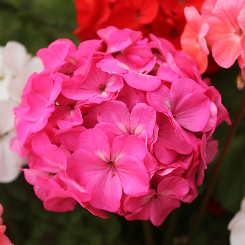 Upright Zonal Geranium Parade Mix Upright Zonal Geranium Parade Mix