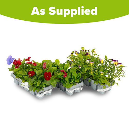 Winter Warmers Garden Ready Bedding Collection Winter Warmers Garden Ready Bedding Collection