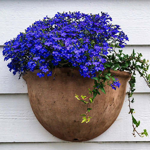 Lobelia Crystal Palace Blue
