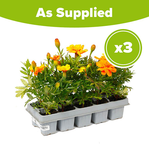 Marigold Durango Mix Marigold Durango Mix